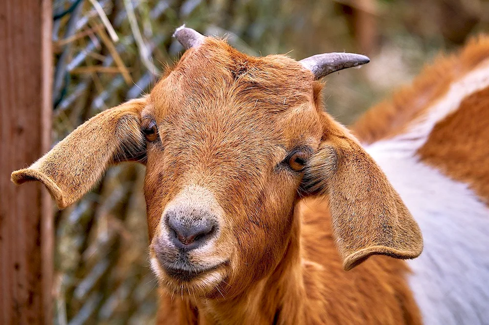 Bobrin goat breed