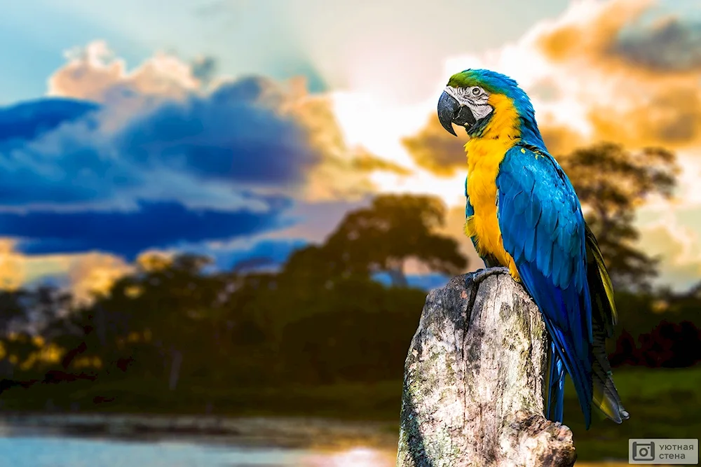 Rosella yellow-cheeked parrot