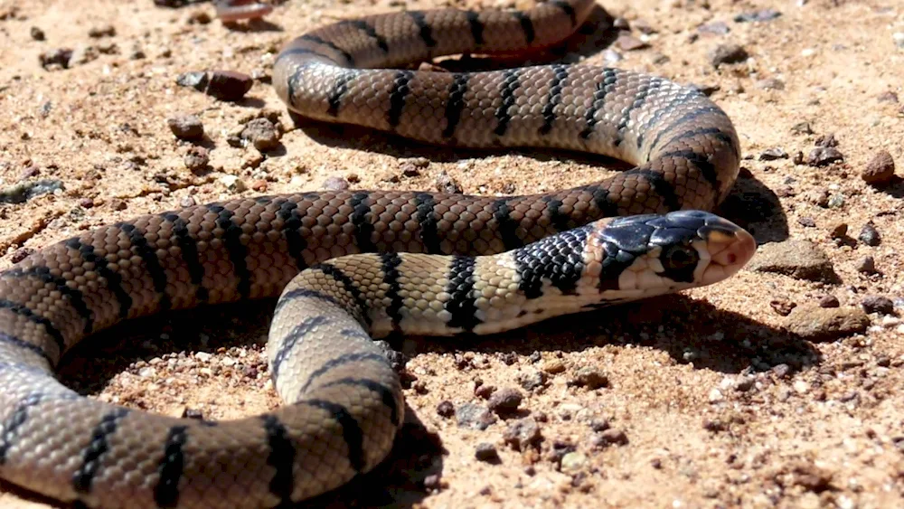 Python venomous snake