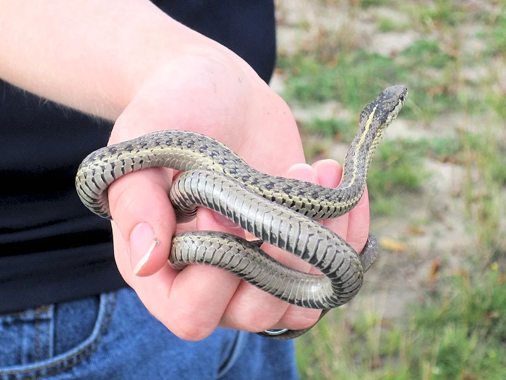 Californian Albino