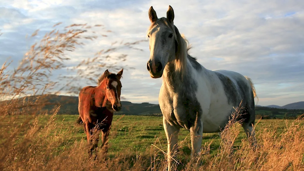 Braided Mustang Horse