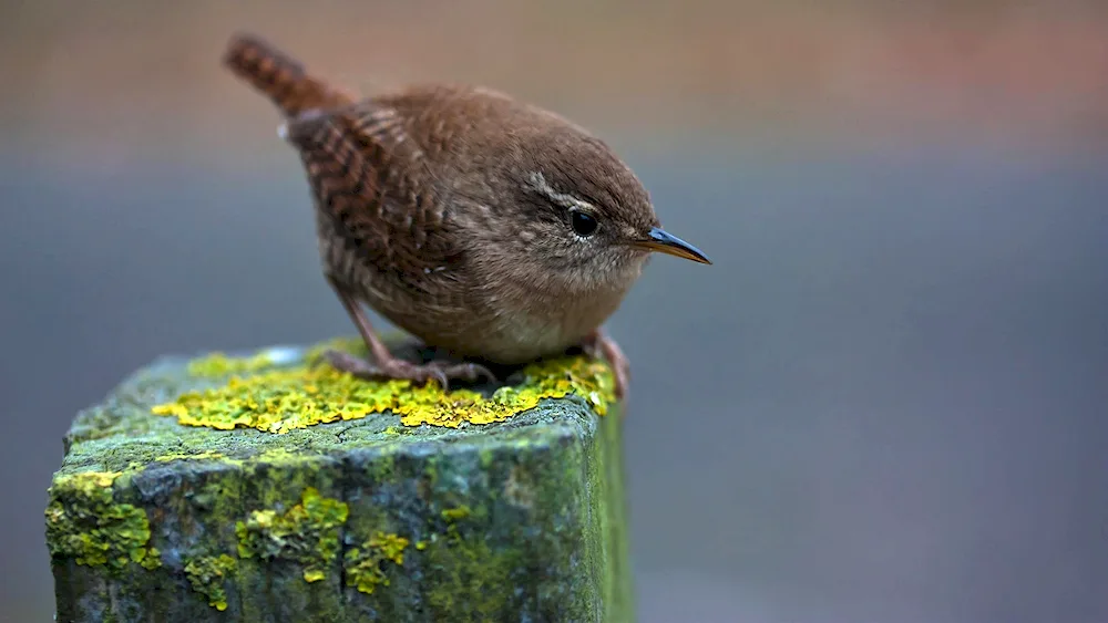 Geagle hummingbird