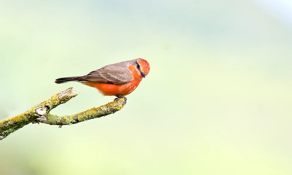 Crapewort bird photo