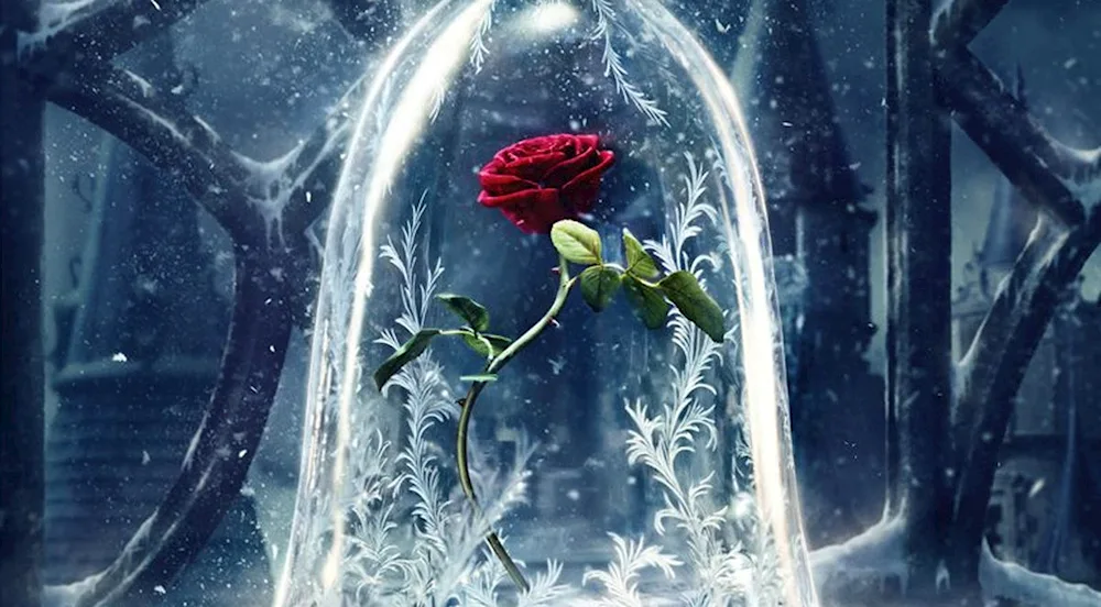 Beauty and the Beast rose