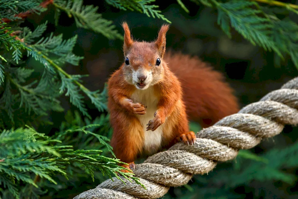 Beautiful squirrel