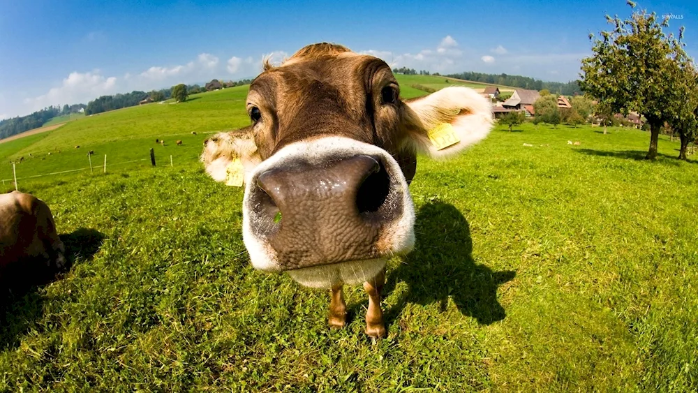 Beautiful cow