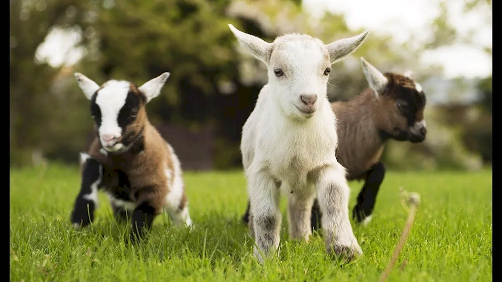 Nubian goats