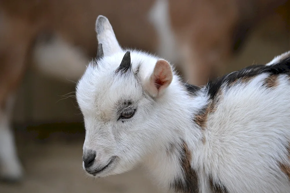 Beautiful baby goats