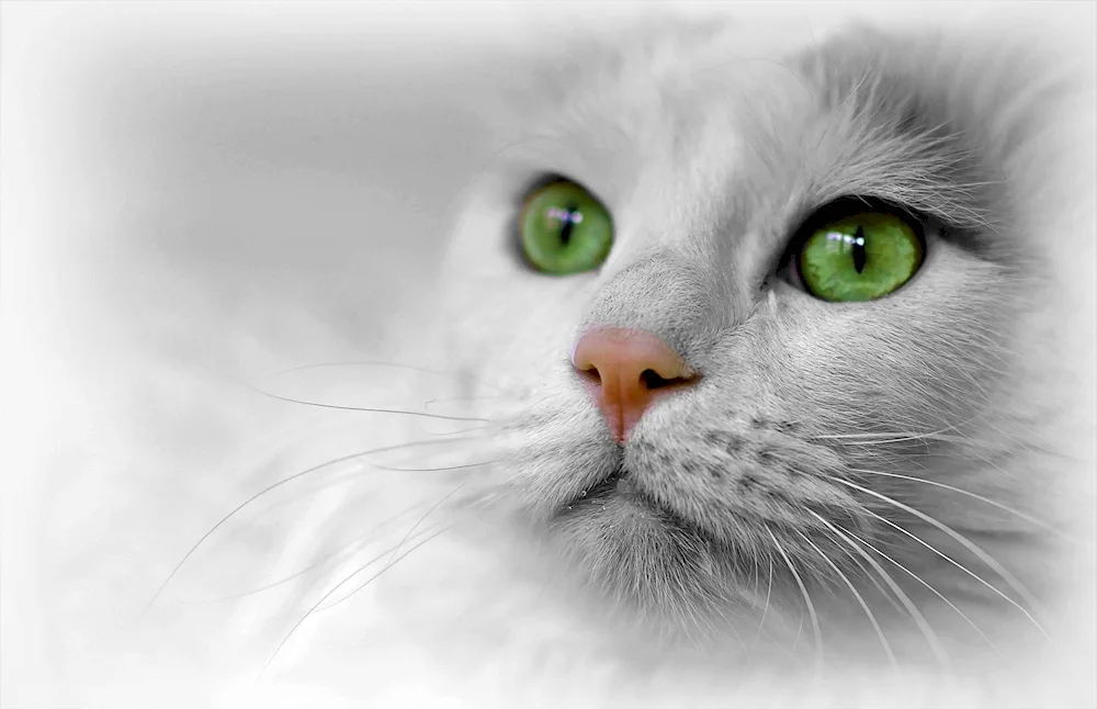 Turkish Van heterochromia