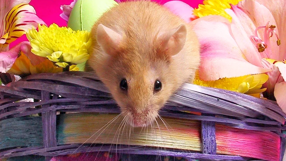 Syrian hamster