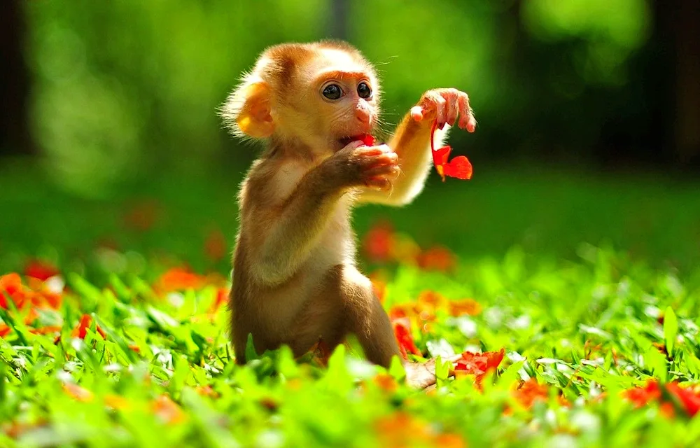 Beautiful monkey