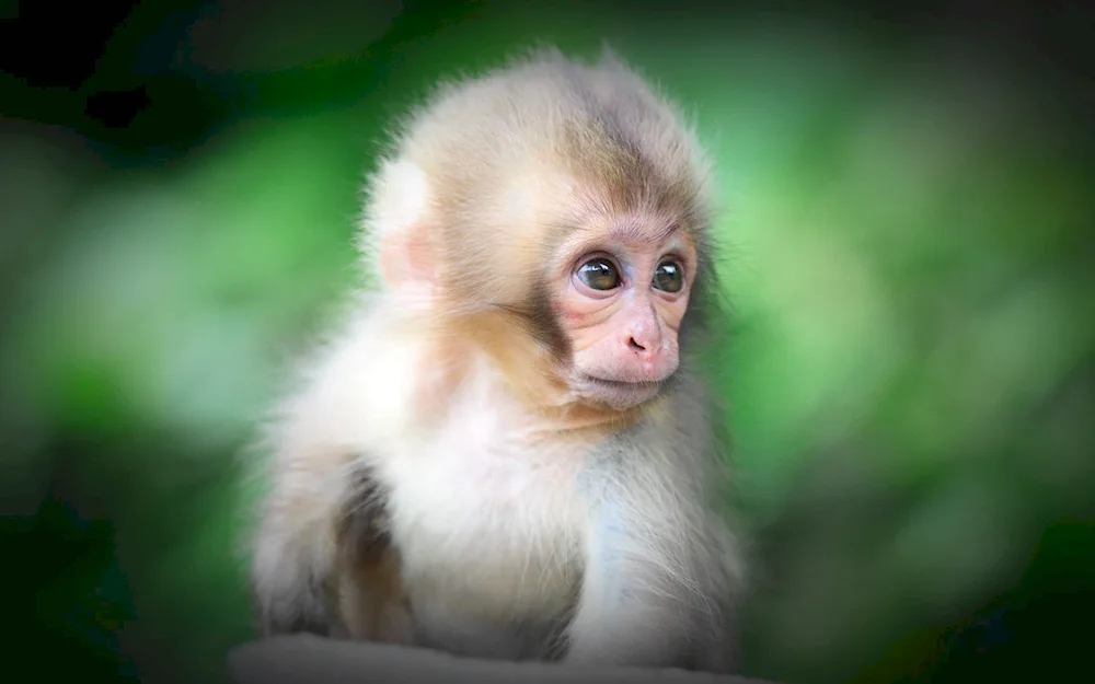 Albino gorilla. macaque