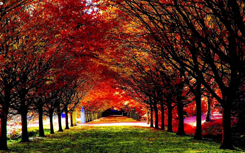 The Black Forest in autumn