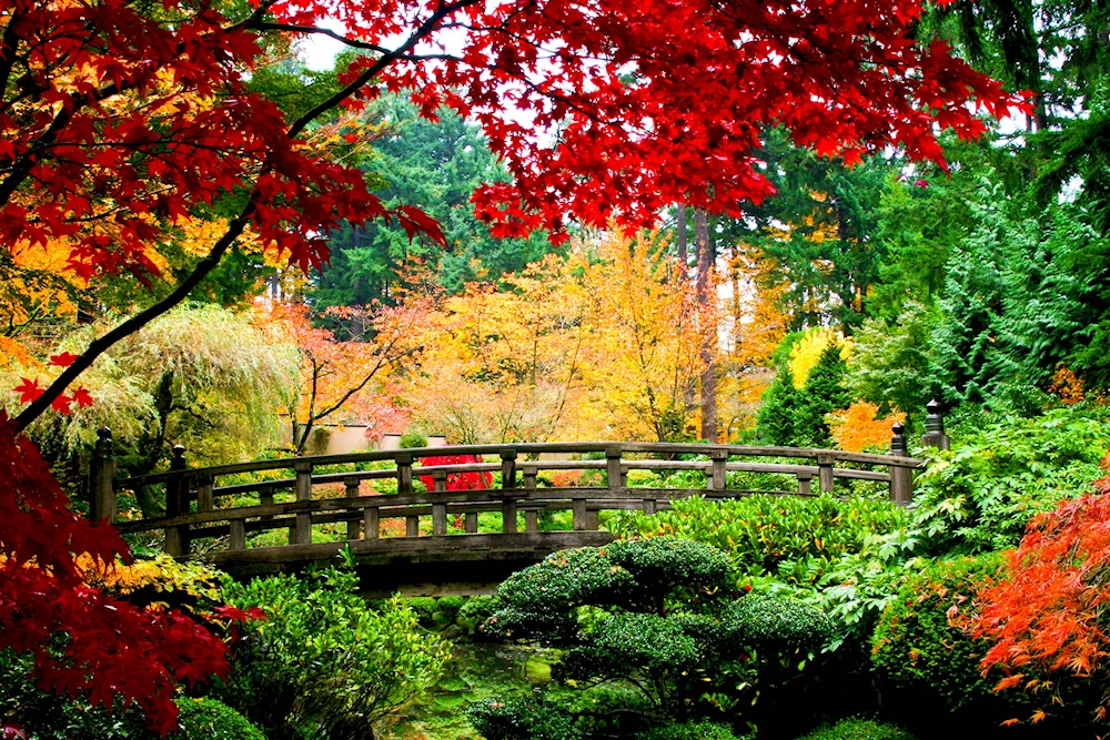 Autumn cat