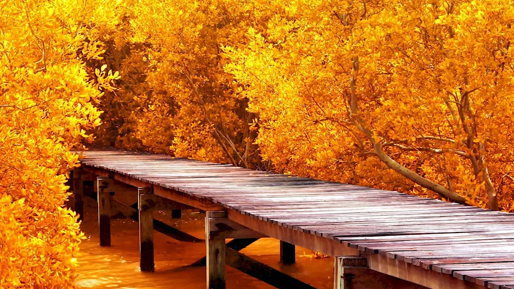 Autumn animals