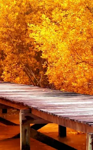 Beautiful Autumn