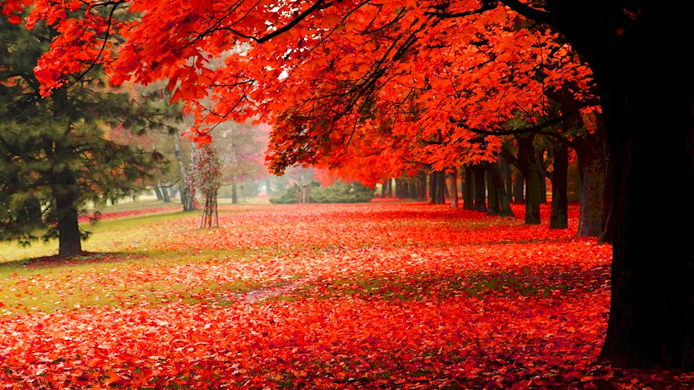 Autumn