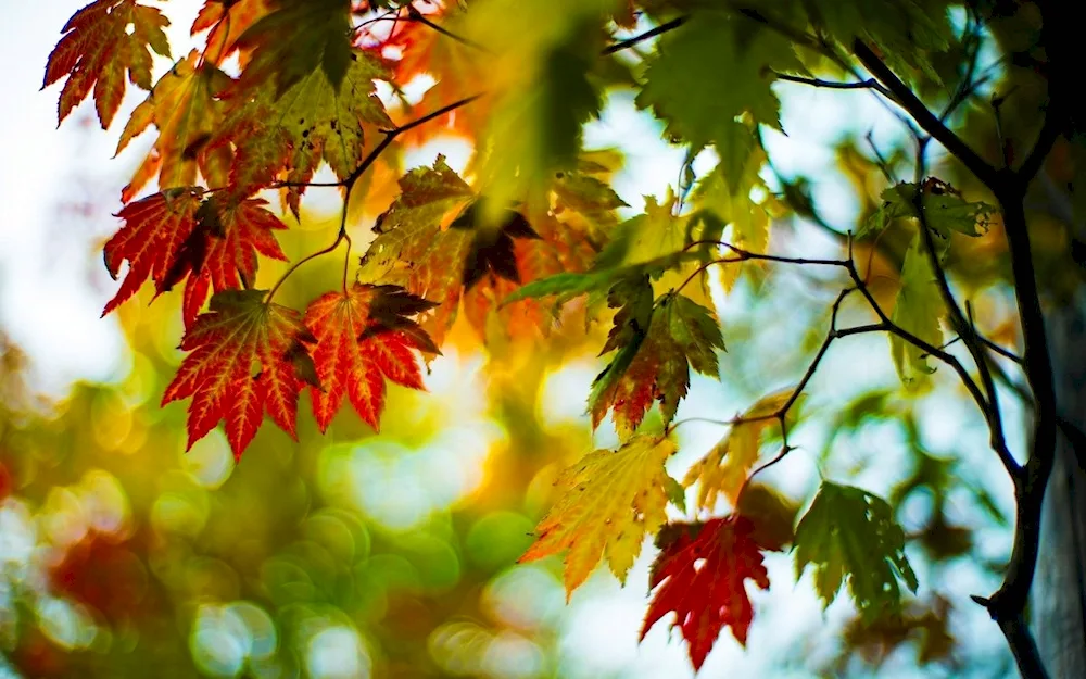 Autumn tree