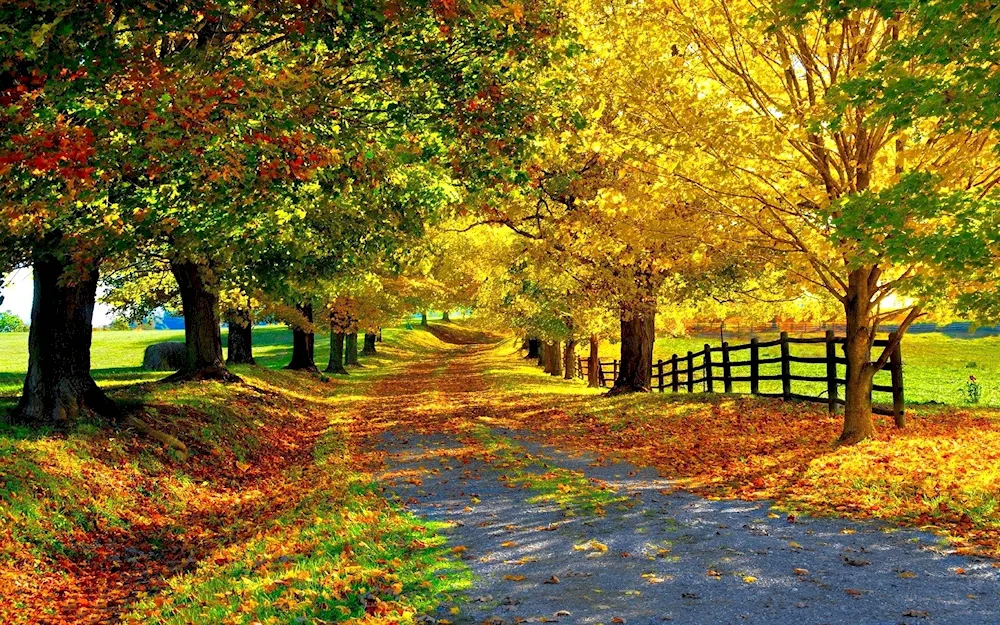 Beautiful autumn
