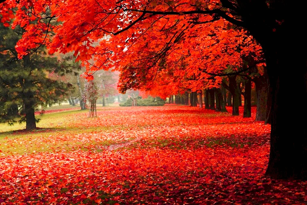 Beautiful autumn