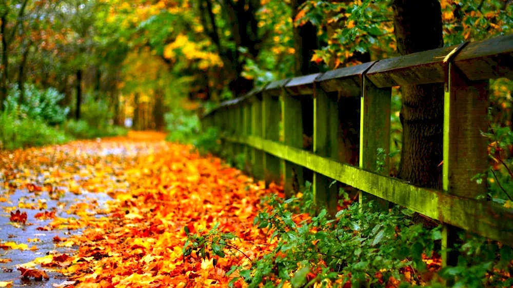 A beautiful autumn
