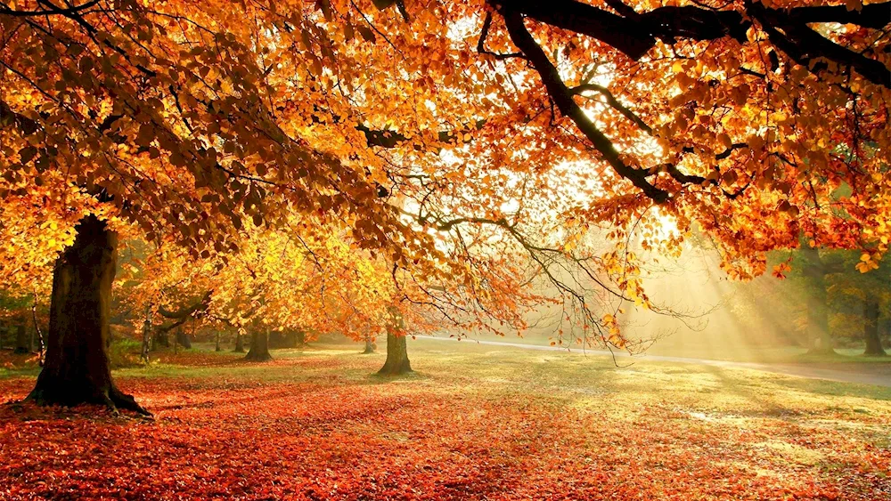 Beautiful autumn