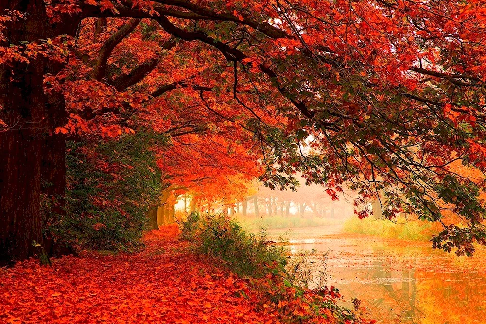 Rain Autumn