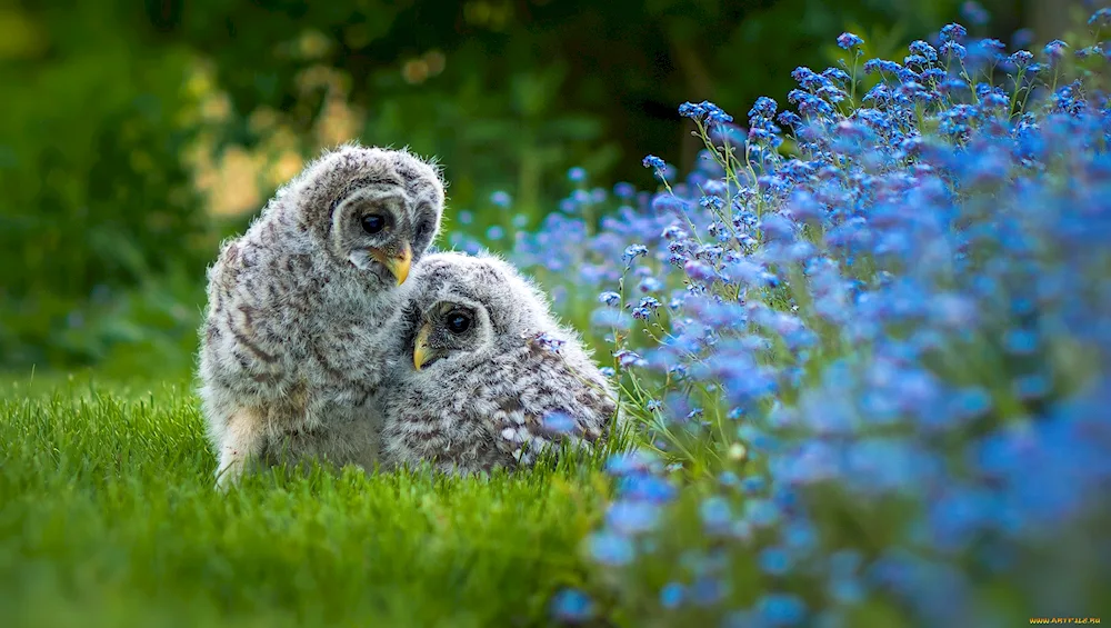 Spring animals in daisies