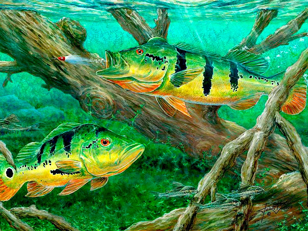 Beautiful River Fish