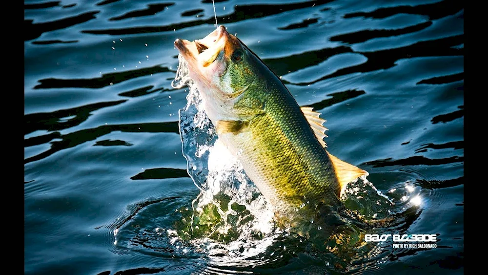 Beautiful river fish