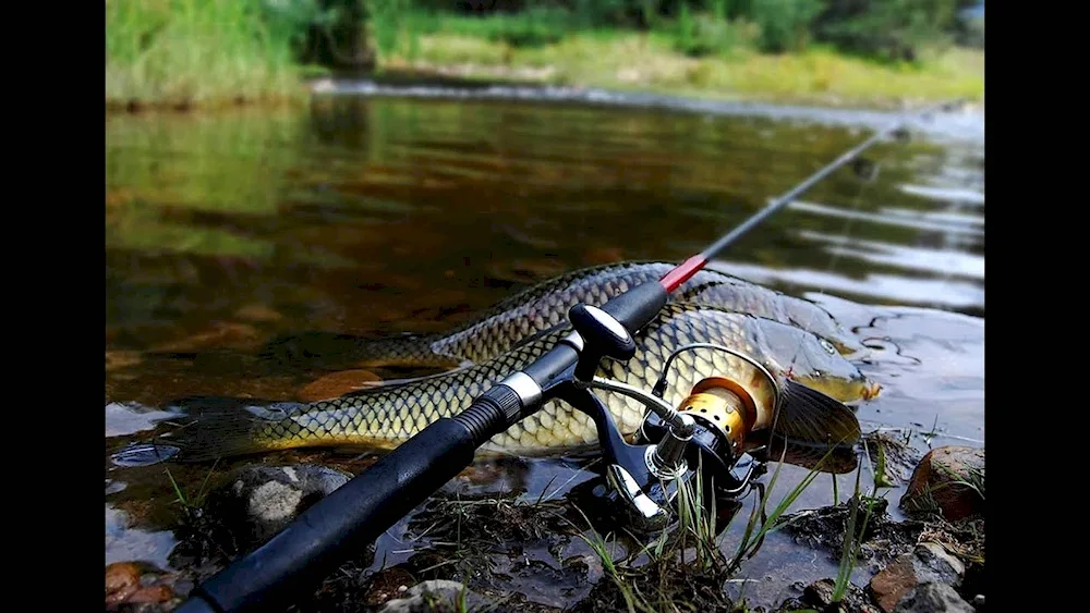 Beautiful fishing