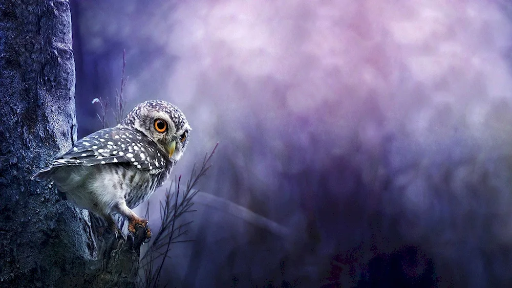 Owl backgrounds for desktop funny