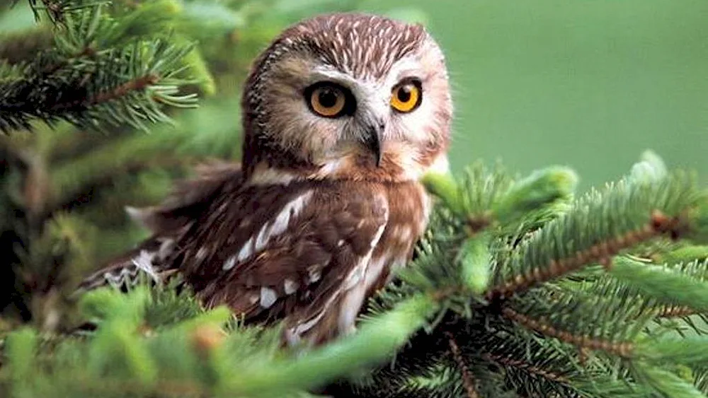 North American Shaggy-footed Owl