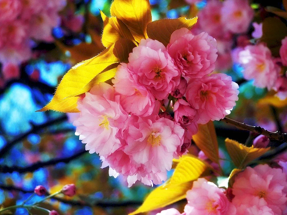 Cherry blossom blossom tree