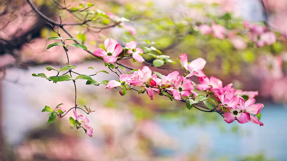 Cherry blossom flower