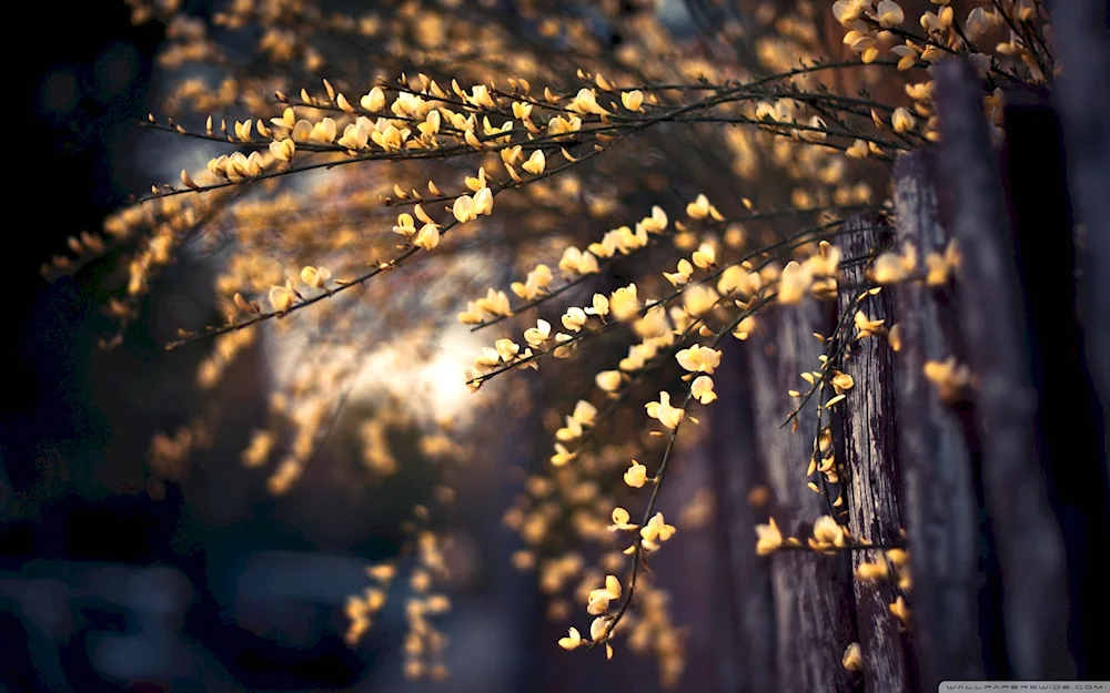 Beautiful branch