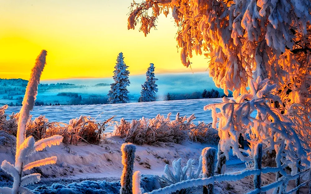 Winter landscape