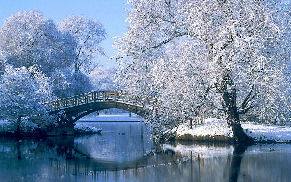 Beautiful winter