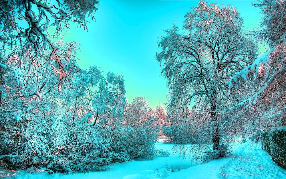 A Christmas tree in snow