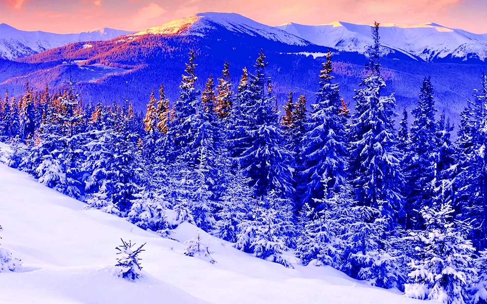 Winter house