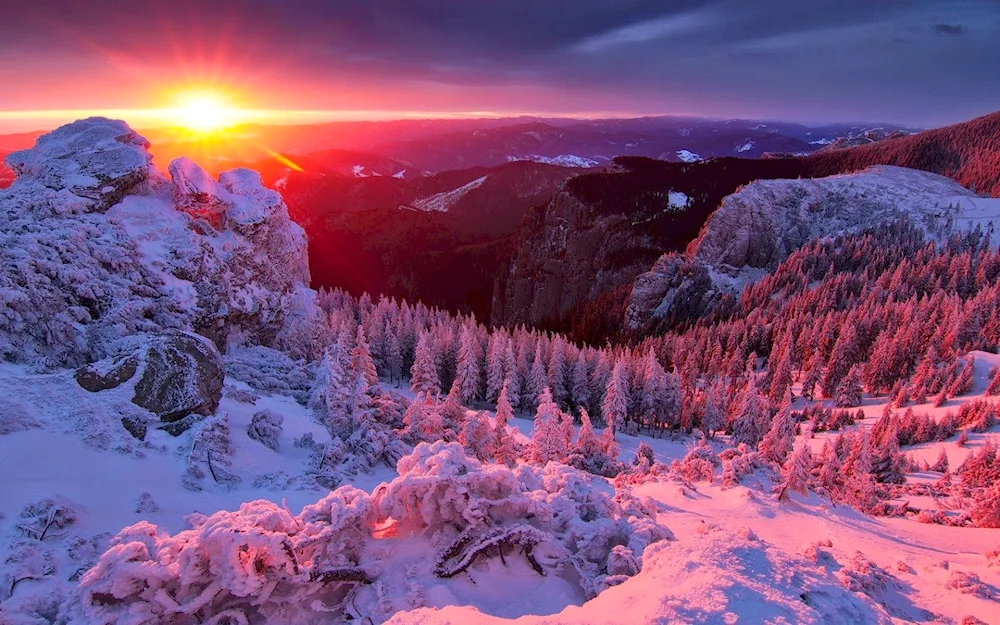 Berries in the snow