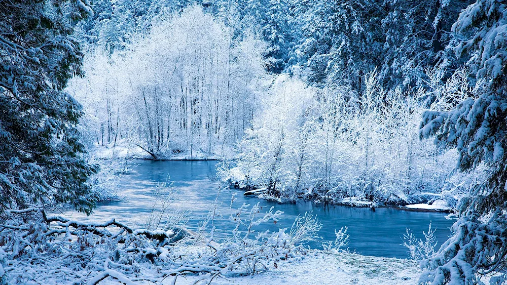 Fairytale winter forest