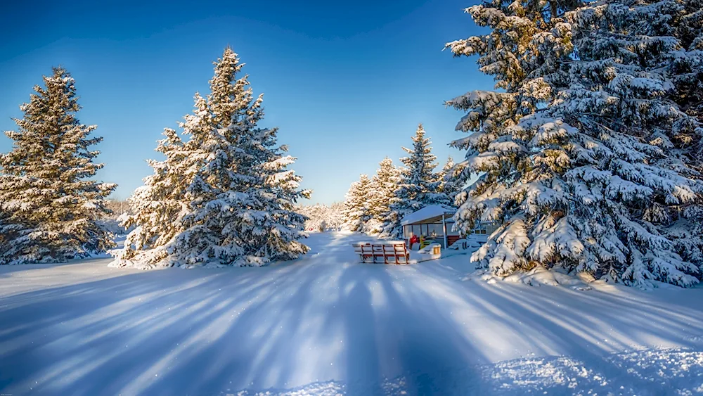 Winter forest