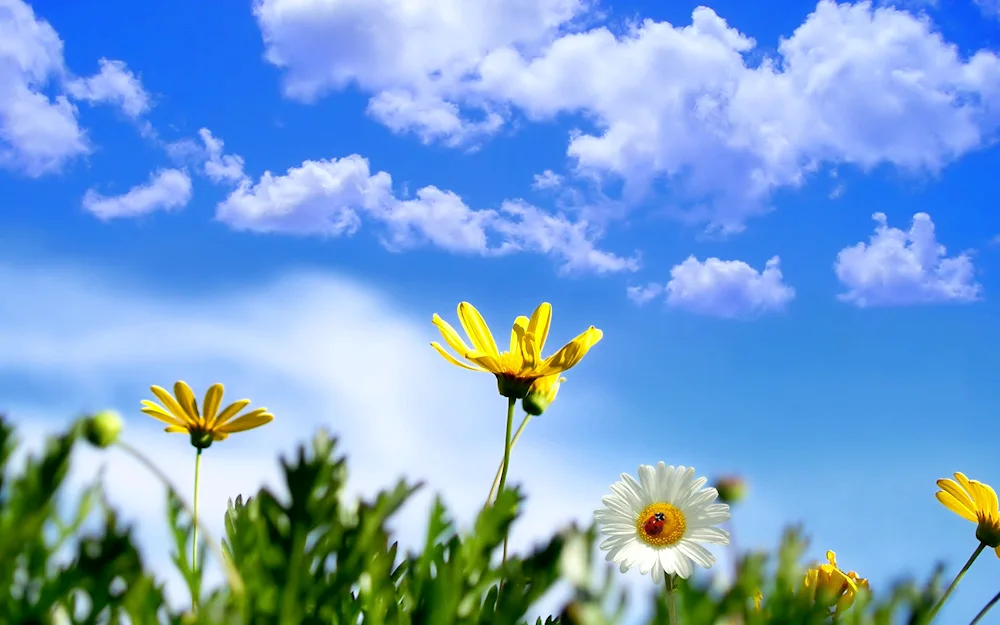 Spring sun