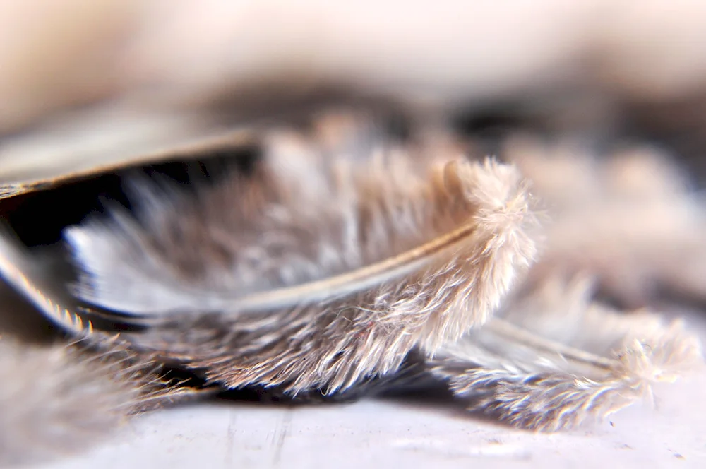 Birds sleeping
