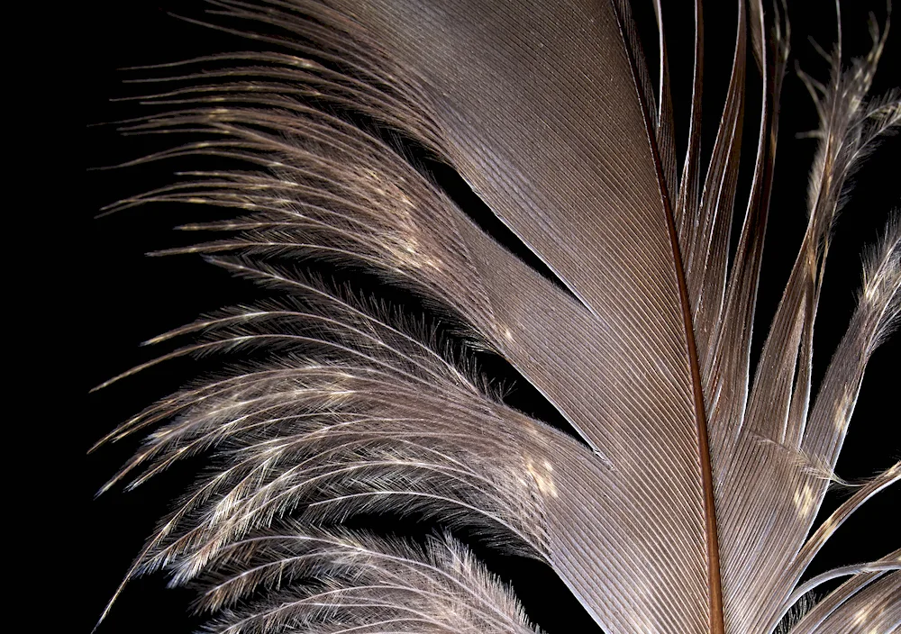 Feathers