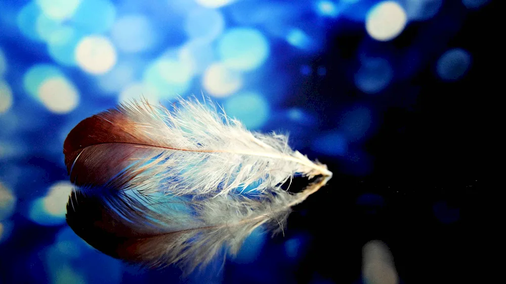 Peacock feathers.