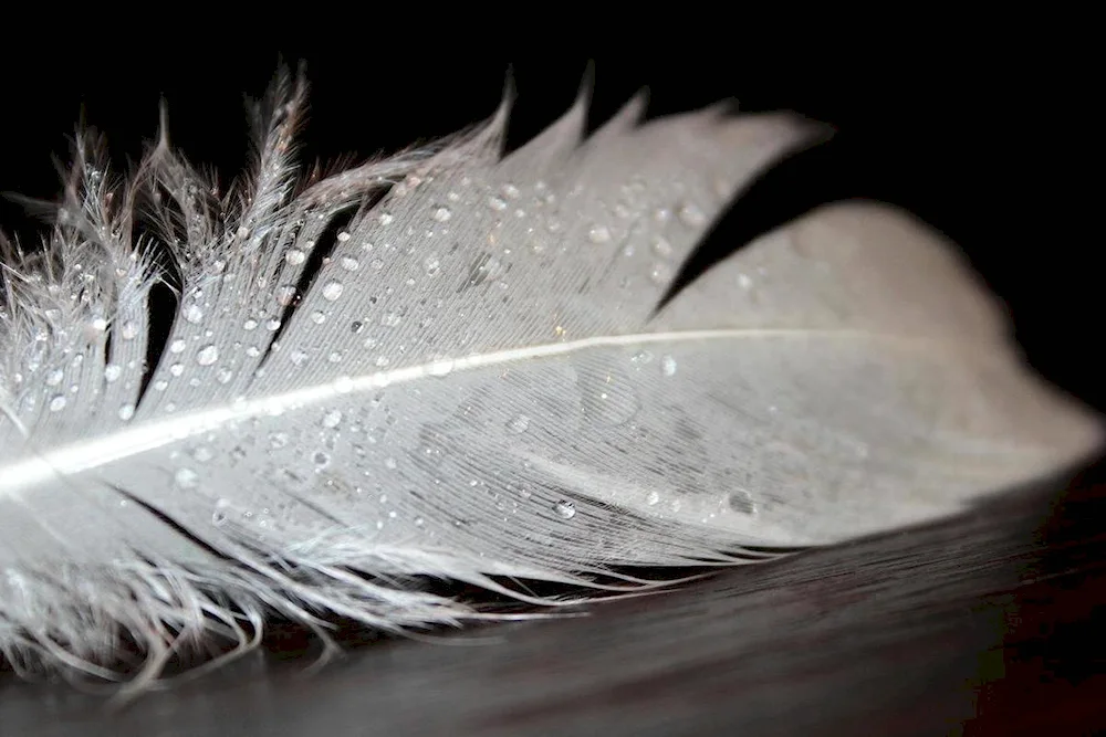 Bird feathers