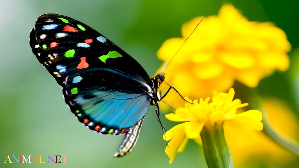 Butterfly on a flower