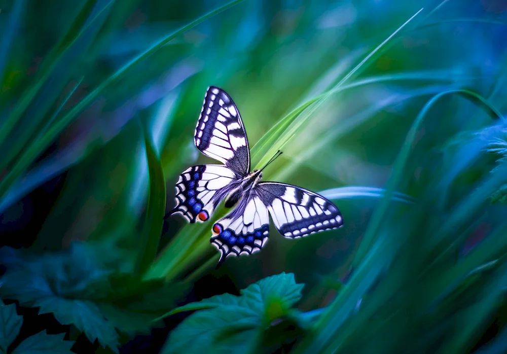 Beautiful butterflies